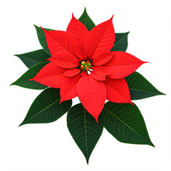 A vibrant red poinsettia with dark green leaves, a symbol of Christmas