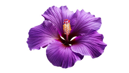 Naklejka premium Vibrant Purple Hibiscus Flower Bloom Closeup Macro Shot png transparent background