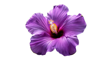 Stunning purple hibiscus flower bloom isolated transparent background