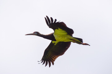 A black stork flies in a nature reserve in Zimbabwe,