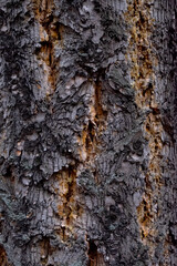 Old tree bark closeup texture