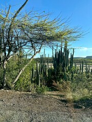 landscape with cactus