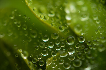 Water drops on a green background. Water droplets