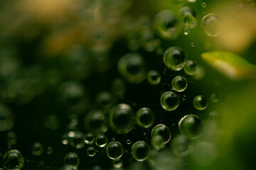Water drops on a green background. Water droplets