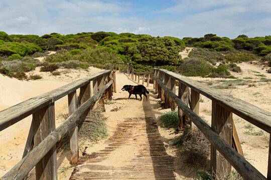 Paisaje de pinar con perro paseando en Punta Umbr&iacute;a, Huelva. 
