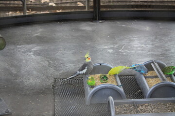 Obraz premium birds in a cage