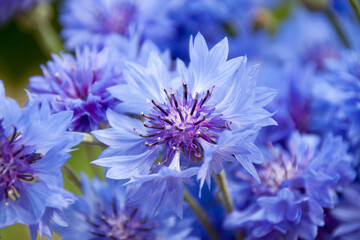 Cornflower flowers in nature