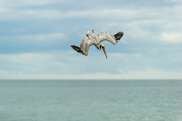 Pelican Diving Pacific Coast Seabird Brown Flying Hunting Flight Dive Ocean Water