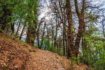 Fototapeta premium Mesmerizing view en-route to Roopkund trekking trail. Roopkund is a glacial lake famous for human skeletons in the state of Uttarakhand in India.