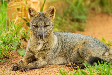 Crab eating-fox
Cachorro do mato
Cerdocyon thous