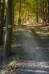Obraz premium bicycle route markings on a tree near a forest trail 