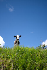 Little calf in the meadow looking at the camera © Stock Latino