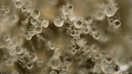 Water drops on a dandelion. Water droplets in macro