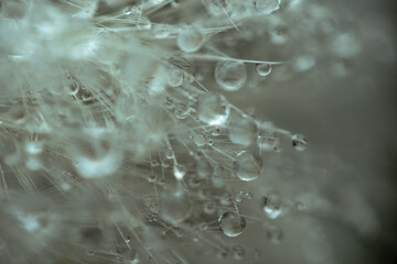 Water drops on a dandelion. Water droplets in macro