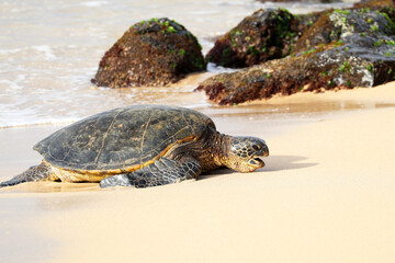 Green Sea Turtles coming ashore at a Beach, surfs in background. Maui, Hawaii, USA