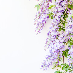 Obraz premium Branch of vibrant, cascading purple wisteria flowers against a clean white background