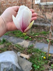 magnolia flower in the garden © Daria