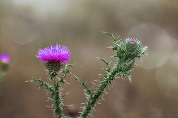 Welted thistle plant in bloom, Carduus acanthoides, bokeh background.