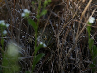 Obraz premium frog getting eaten by a snake