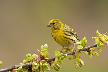 Obraz premium European serin Serinus serinus bird songbird wildlife nature predator cock o the north, beautiful animal mountain finch, animal, bird watching ornithology, flower bud fauna wildlife Europe