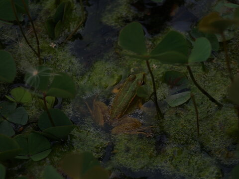 frog animal toad nature wildlife green reptile
