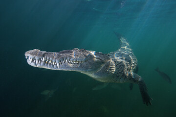View of a powerful crocodile swimming underwater in a natural habitat, Ciego de Avila, Cuba.
