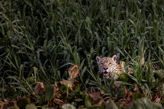 View of a jaguar in its natural habitat surrounded by lush greenery and dense vegetation, Pocone, Brazil.