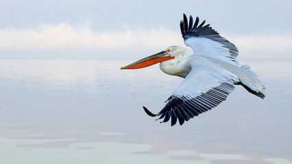 dalmatian pelican (pelecanus crispus) in flight above Lake Kerkini in Greece