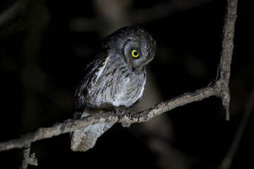 arabian scops owl (otus pamelae) perching on a branch, yellow eyes in the night