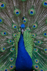 Obraz premium adult male indian peafowl (pavo cristatus) is showing its beautiful feather wheel
