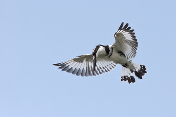Obraz premium pied kingfisher (ceryle rudis) hovering in the air and watching downwards for fish