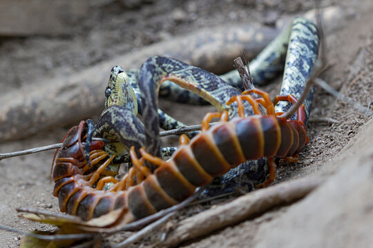 A ringed tree boa (corallus annulatus) is fighting with a peruvian giant yellow-leg centipede