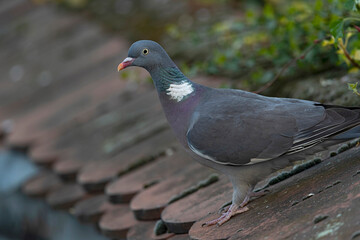 Obraz premium Adult common woodpigeon (columba palumbus) perching on a wall