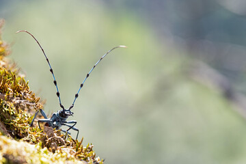 closeup op a rosalia longicorn or alpine longhorn beetle (rosalia alpina)
