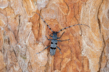 Alpenbock, alpine longhorn beetle on a sycamore maple