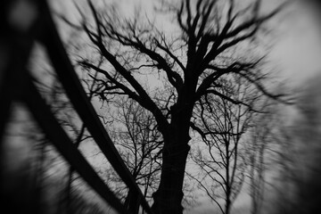 Distorted scary trees. Frightening park. Forest