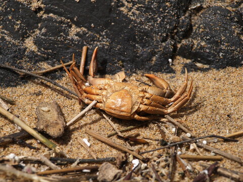 Dead crab in the beach colorful photo