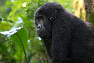 Obraz premium Portrait of a young Mountain Gorilla in Bwindi Forest