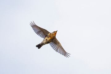 Fieldfare during Autumn migration in flight