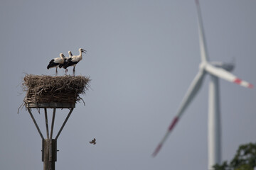 White Storks on their nest with wind turbine in background