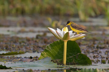 Yellow Wagtail foraging on a white water lily blossom on Lake Albert in Uganda