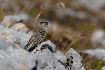 Adult alpine accentor, prunella collaris) perching on a rock in the bavarian Alps