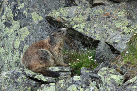 alpine marmot (marmota marmota)perching on rock covered with lichen