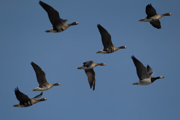 Obraz premium A flock of greater white-fronted goose (anser albifrons) and a single barnacle goose (branta leucopsis) in flight
