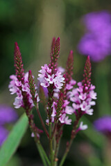Pink vervain flower spikes in close up