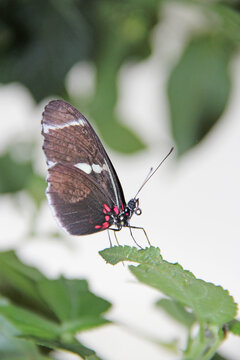 Doris Longwing - Heliconius doris sitting on green leaf, beautiful butterfly