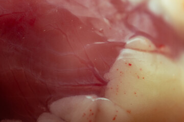 Bloody flesh. Inside of the dead chicken