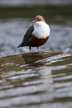 Eurasian Dipper is standing in the floating water of a creek