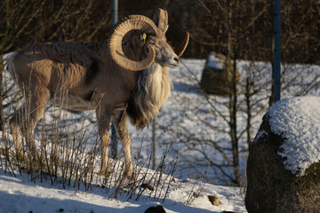 Transcaspian urial (Ovis orientalis arkal). Wild life animal.