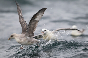 Light morph of Northern Fulmar chasing a dark morph on the North Sea